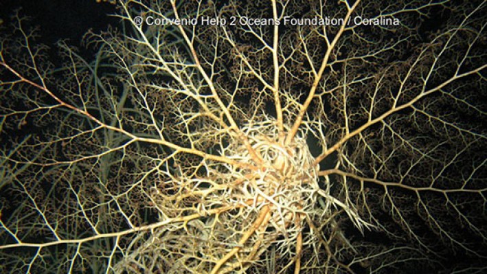 Basket star (30)7